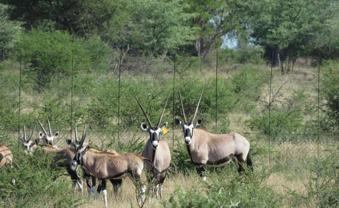 42@ Ditholo Game Lodge Thabazimbi Exterior foto